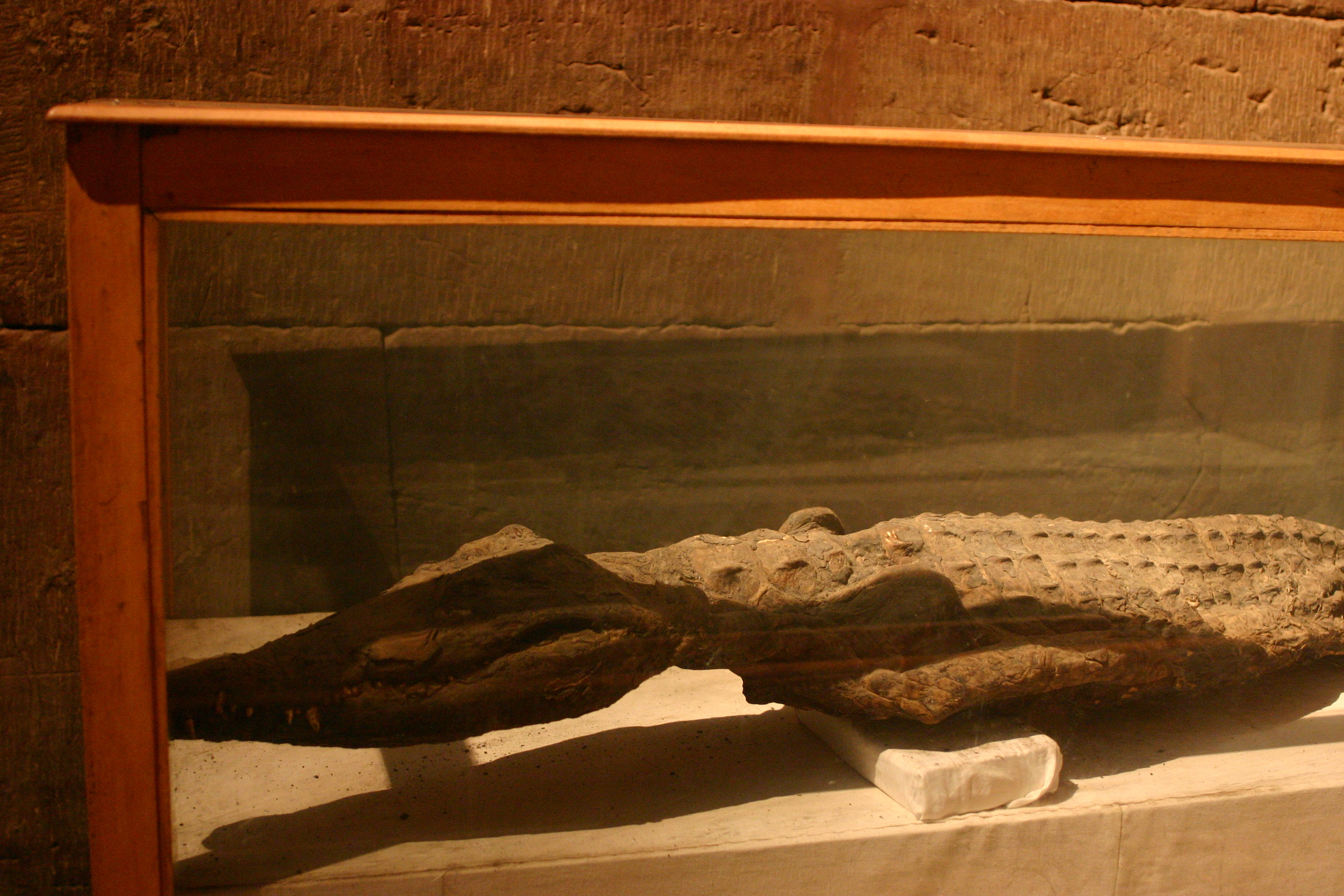 Crocodile momifié exposé près du temple de Kom Ombo